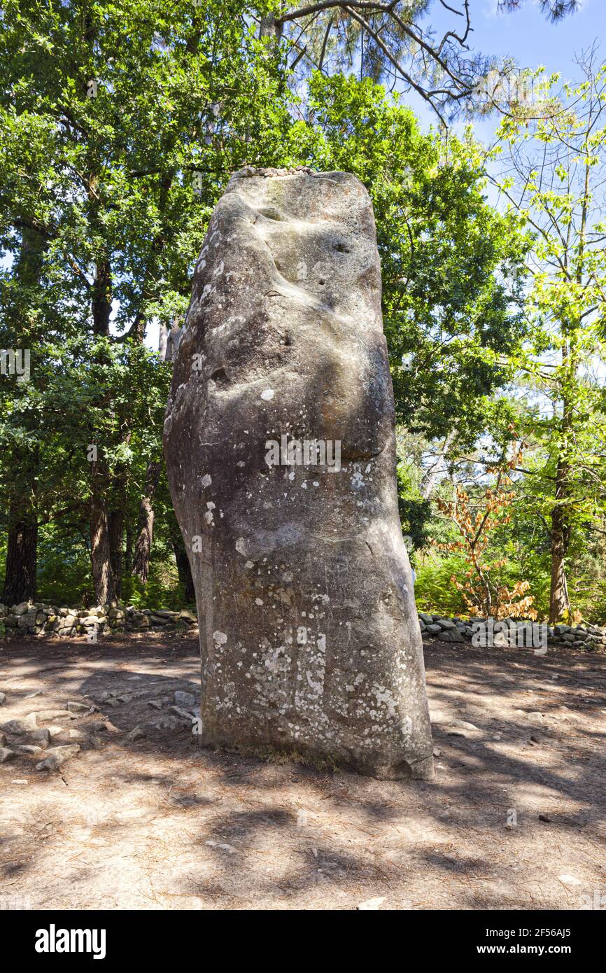 Le géant du Manio, le plus grand (à 6 mètres de haut) des plus de 3000 pierres sur pied de l'ère néolithique à Carnac, Bretagne, France Banque D'Images