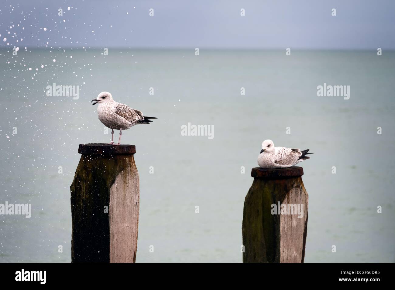 Deux jeunes mouettes sur des groynes en bois et un peu de jet de mer, sur la plage d'Eastbourne, en Angleterre. Banque D'Images