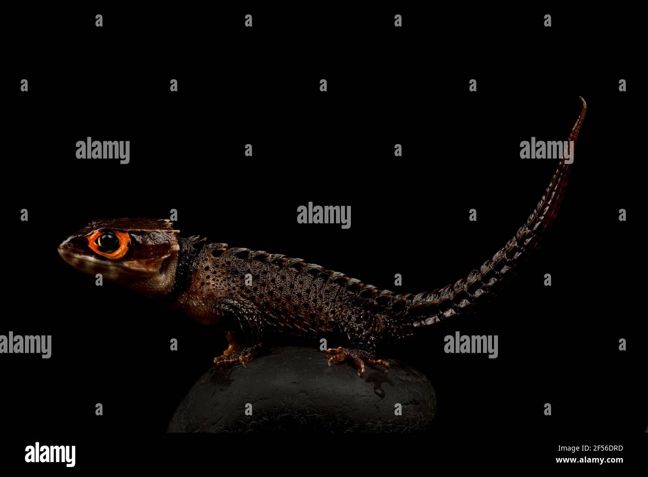 Peau de crocodile à yeux rouges (Tribolonotus gracilis) Banque D'Images