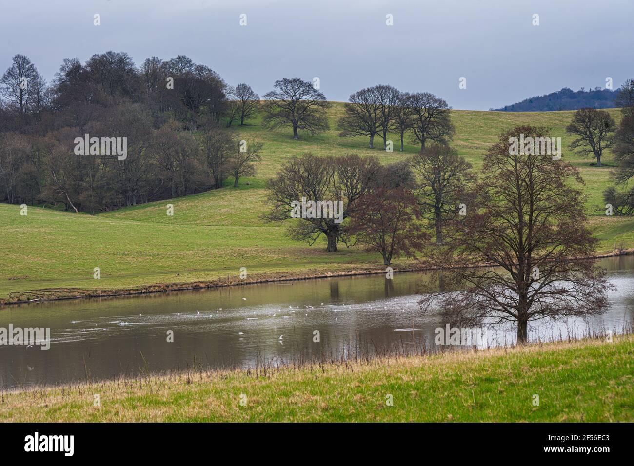 De beaux arbres s'arient sur un lac près de Wadhurst, dans le sud-est de l'Angleterre, au début du printemps Banque D'Images