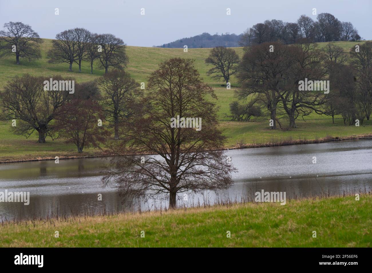 De beaux arbres s'arient sur un lac près de Wadhurst, dans le sud-est de l'Angleterre, au début du printemps Banque D'Images