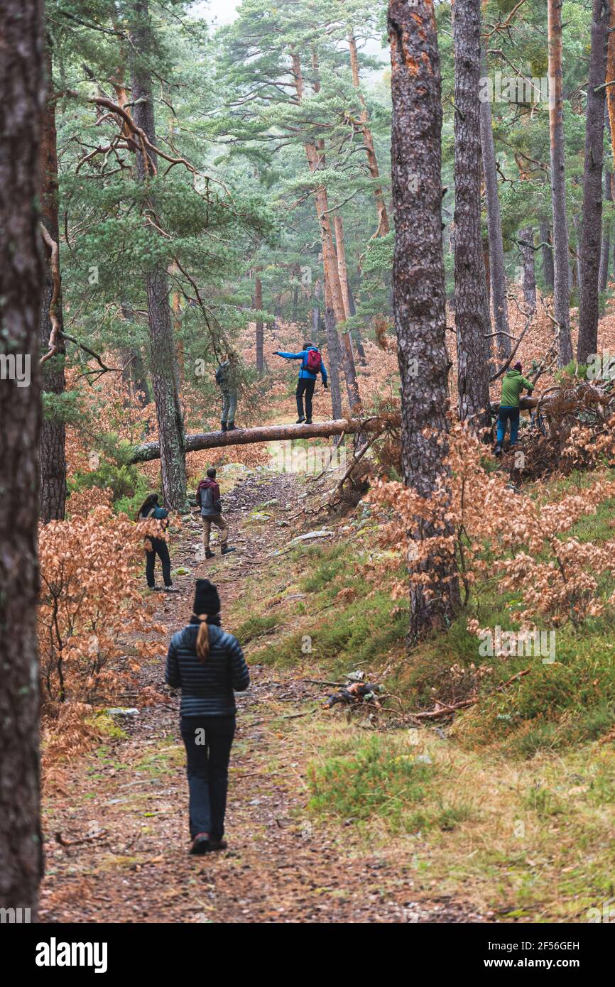 Randonneurs dans la forêt de pins d'automne Banque D'Images