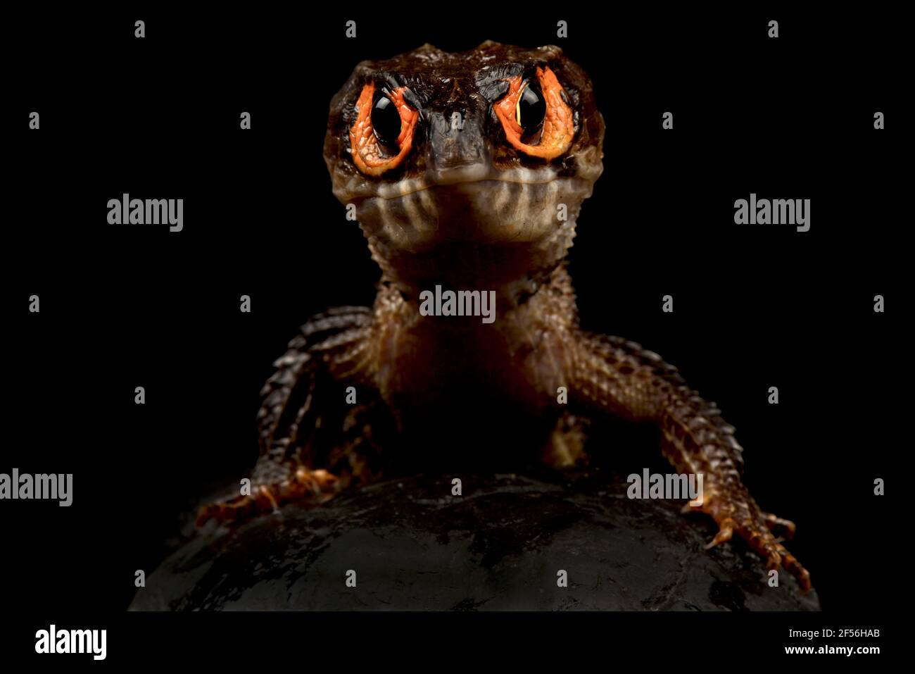 Peau de crocodile à yeux rouges (Tribolonotus gracilis) Banque D'Images
