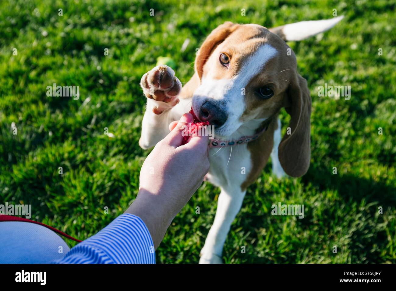 Femme enlevant la laisse de la bouche de chien au parc Banque D'Images