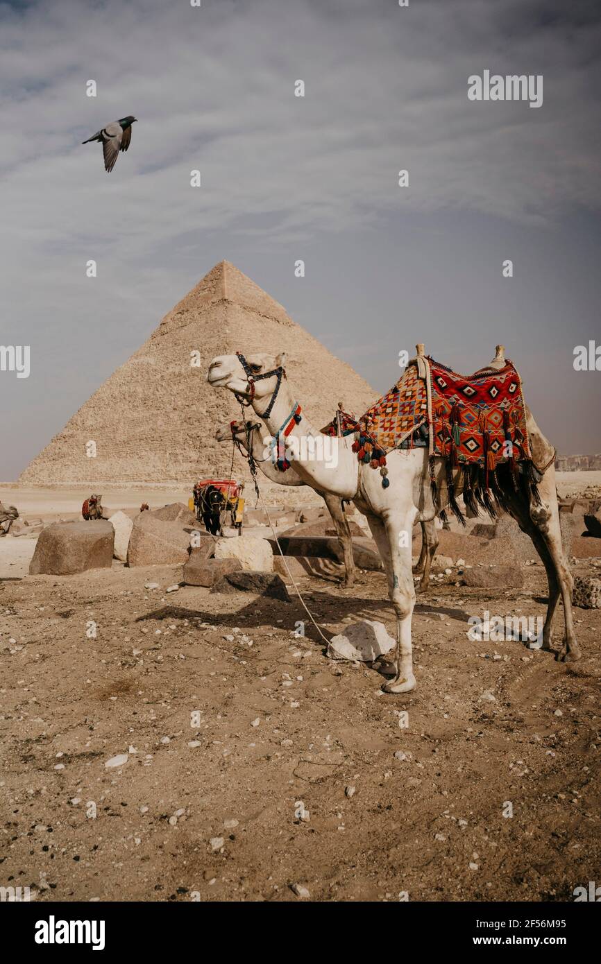 Égypte, le Caire, deux chameaux devant la Grande Pyramide de Gizeh Banque D'Images