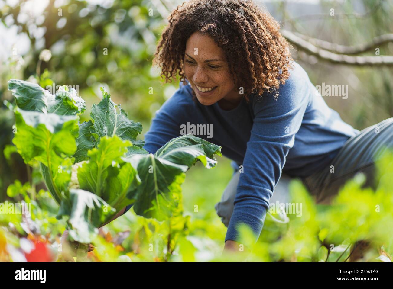 Femme à poil dur cueillant du chou-fleur organique dans le jardin de permaculture Banque D'Images