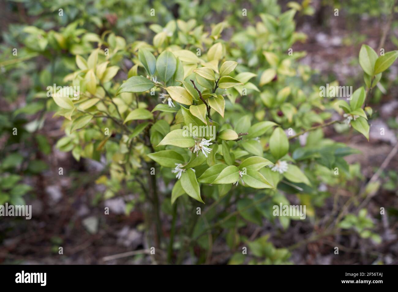 Arbuste Sarcococca ruscifolia en fleur Banque D'Images