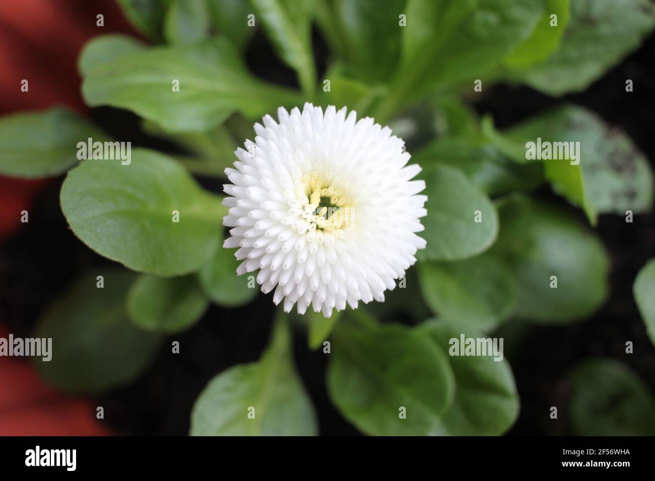 Petite fleur de pompon blanc au printemps. Délicates fleurs blanches  trouvées dans la nature. Fleurs de printemps blanches (Bellis Perennis,  vivaces) croissant en pot Photo Stock - Alamy