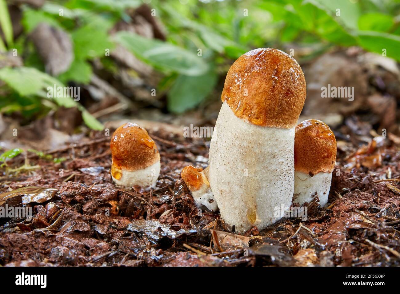 Leccinum aurantiacum - champignons comestibles. Champignon dans l'environnement naturel. Anglais : tige de scabre à capuchon rouge Banque D'Images