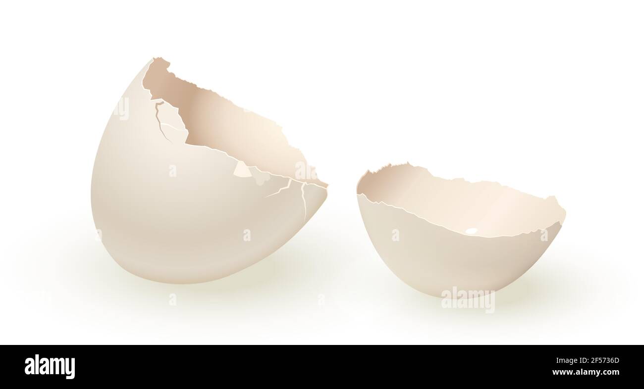 Coquille d'œuf vide cassée isolée sur fond blanc. Œuf blanc vectoriel réaliste Illustration de Vecteur