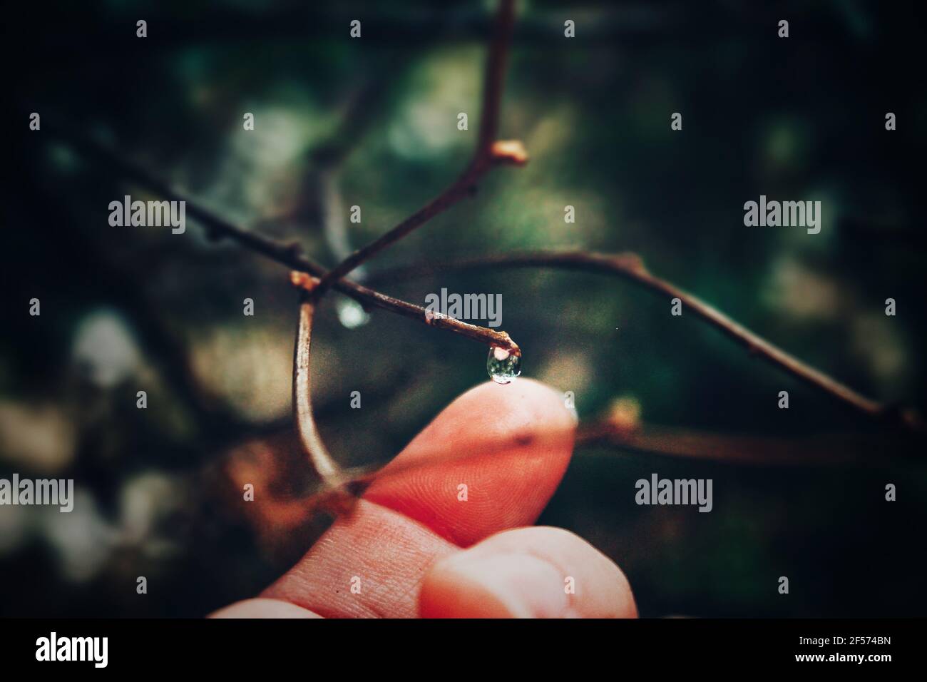Gros plan des gouttes de pluie sur les plantes Banque D'Images