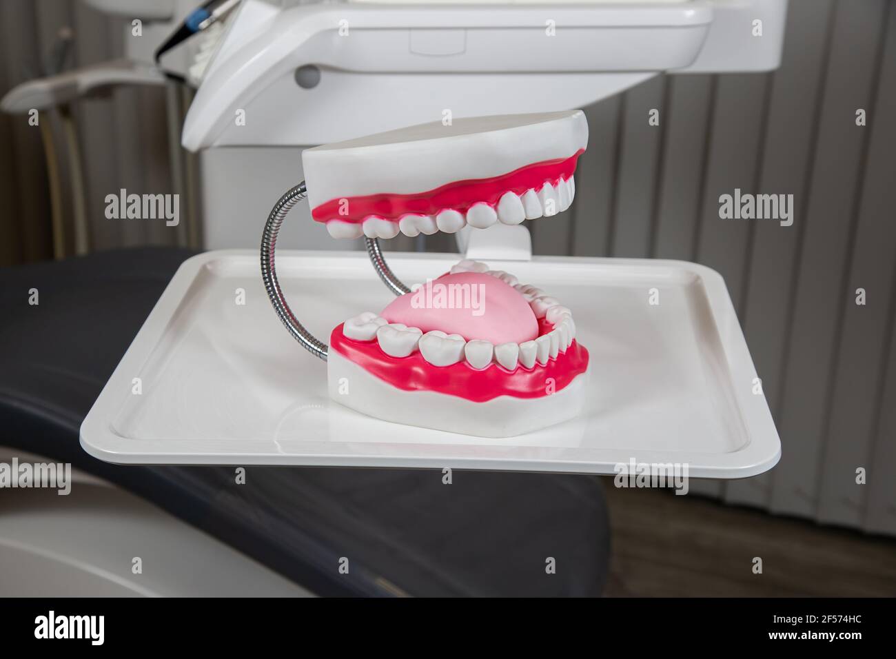 Maquette en plâtre de la mâchoire avec les gencives et les dents sur la table. Mâchoire artificielle, aide visuelle pour les dentistes et les patients. Banque D'Images