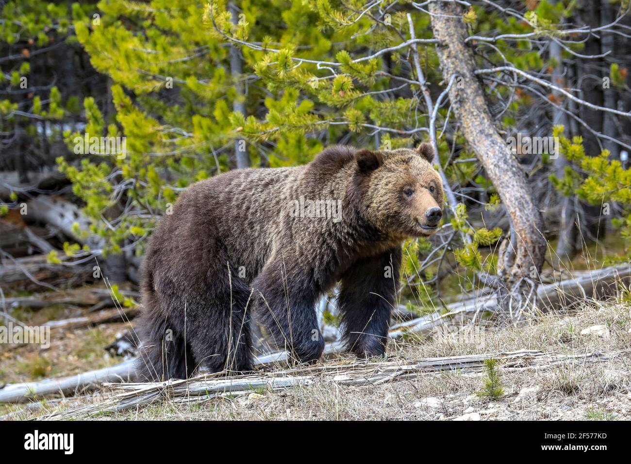 Ours grizzli dans son habitat Banque D'Images