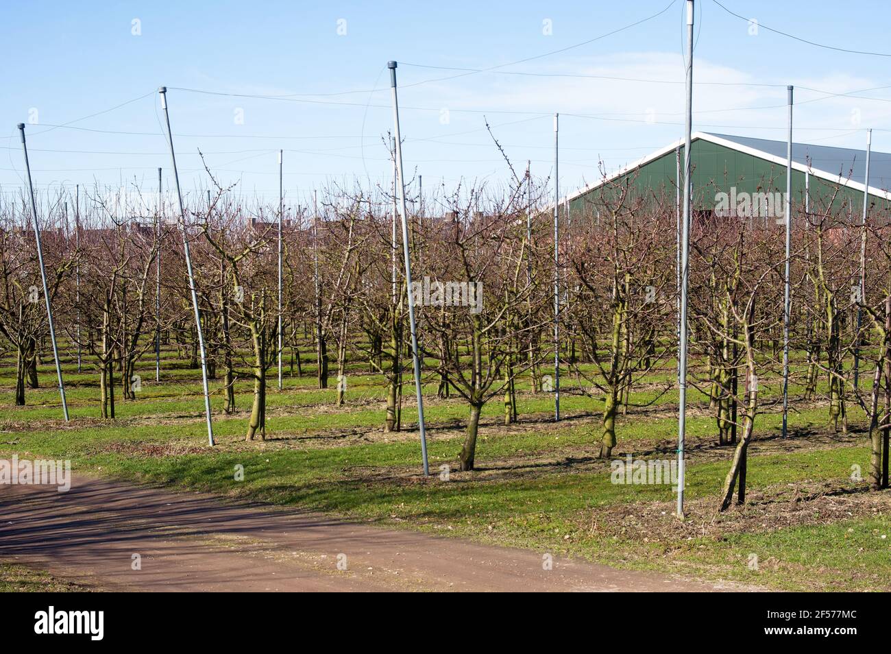 Arbres sans feuilles dans une rangée dans un verger en hiver avec une grange en arrière-plan Banque D'Images