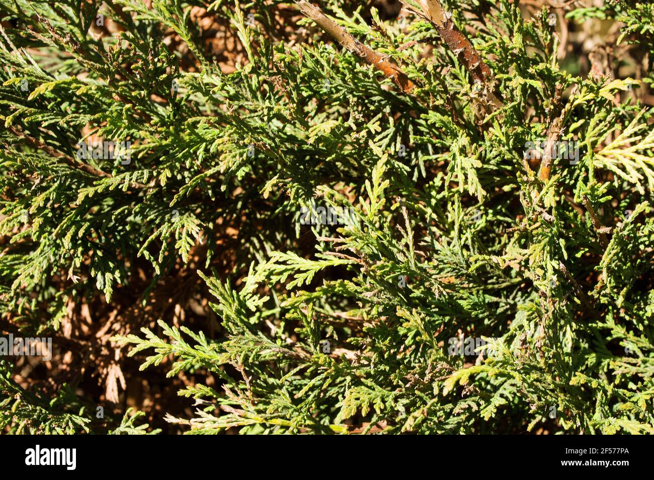 Arrière-plan de motif vert de conifères naturels Banque D'Images