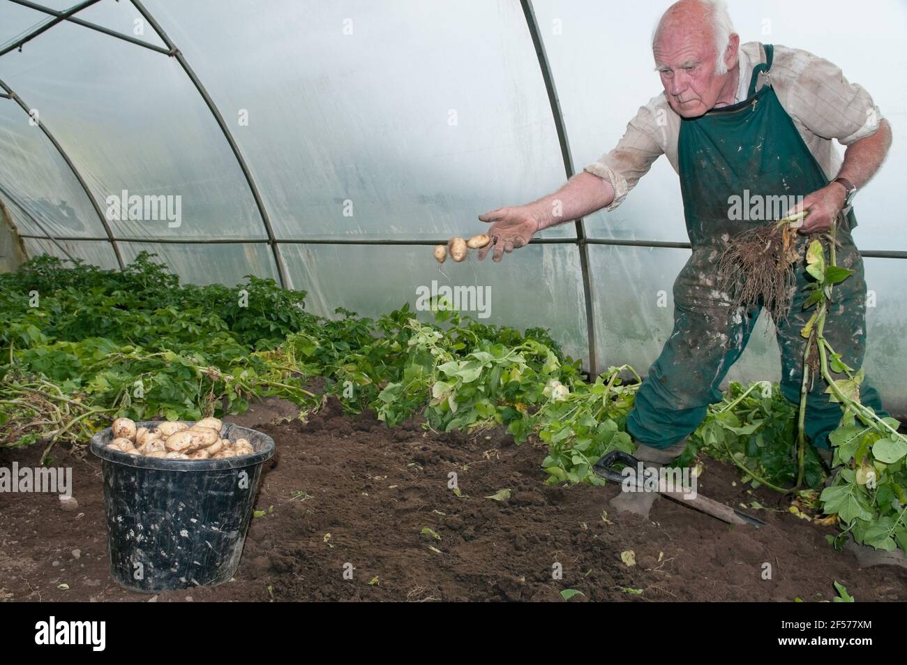 David Helme, actif et occupé à sa retraite, récoltant des pommes de terre dans ses polytunnels pour le marché en Écosse, au Royaume-Uni. Banque D'Images
