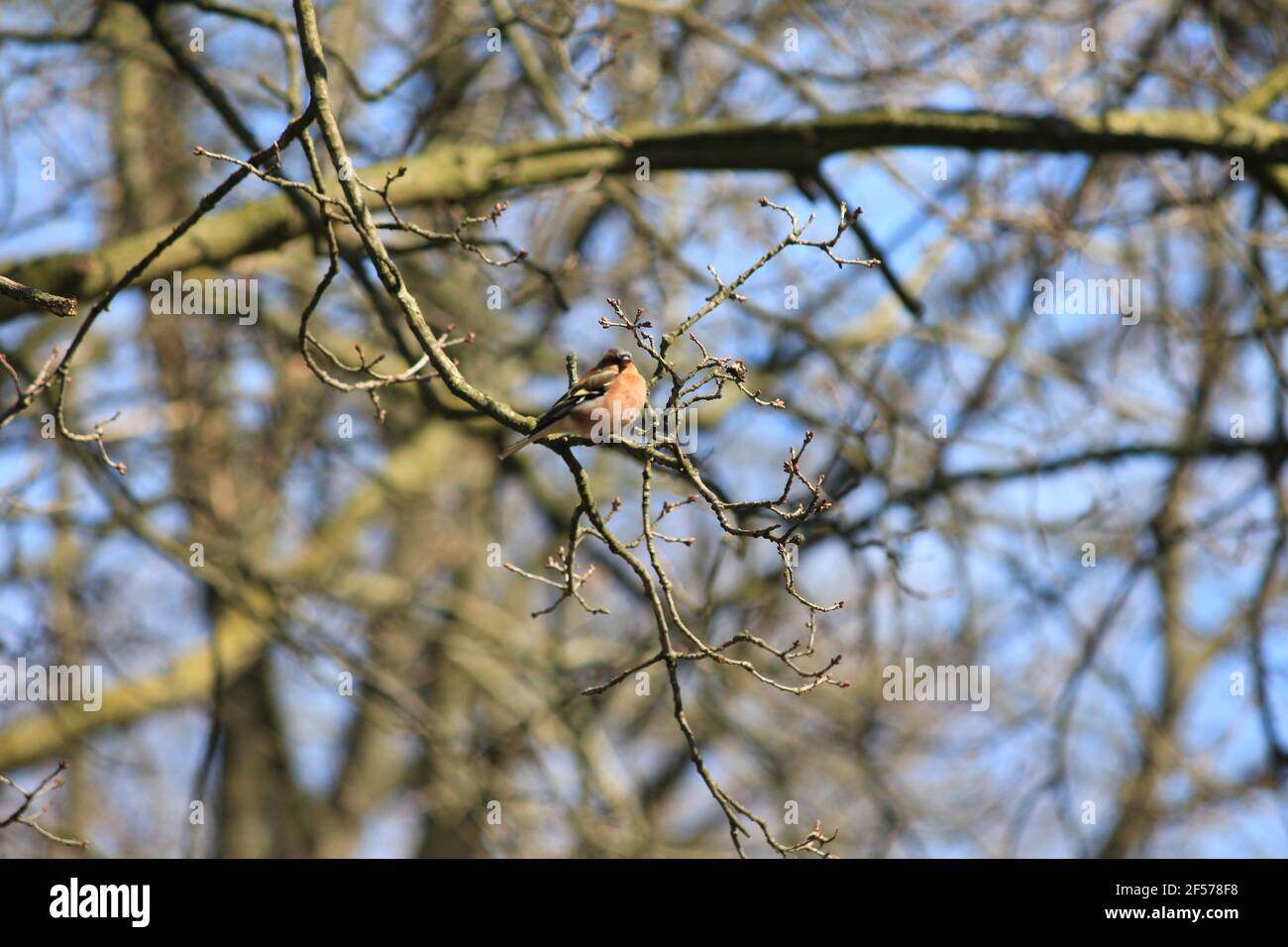 Jay eurasien dans le citypark Scadrijk à Nimègue, aux pays-Bas Banque D'Images