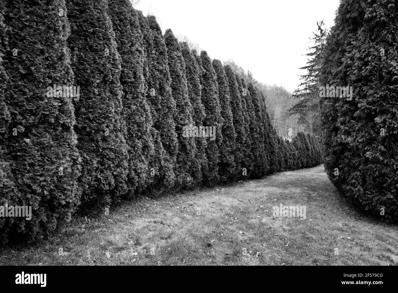 Une longue haie de jardin d'arbustes à feuilles persistantes sans personne. Perspective forte dans cette photographie horizontale Banque D'Images
