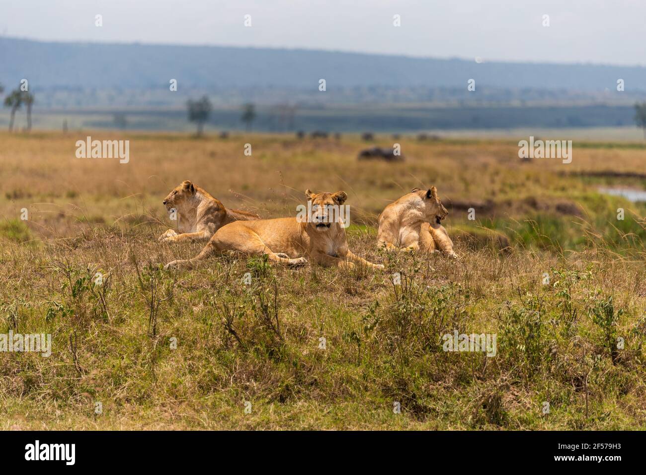 Belle photo de lionesses sur un sol herbacé une savane Banque D'Images