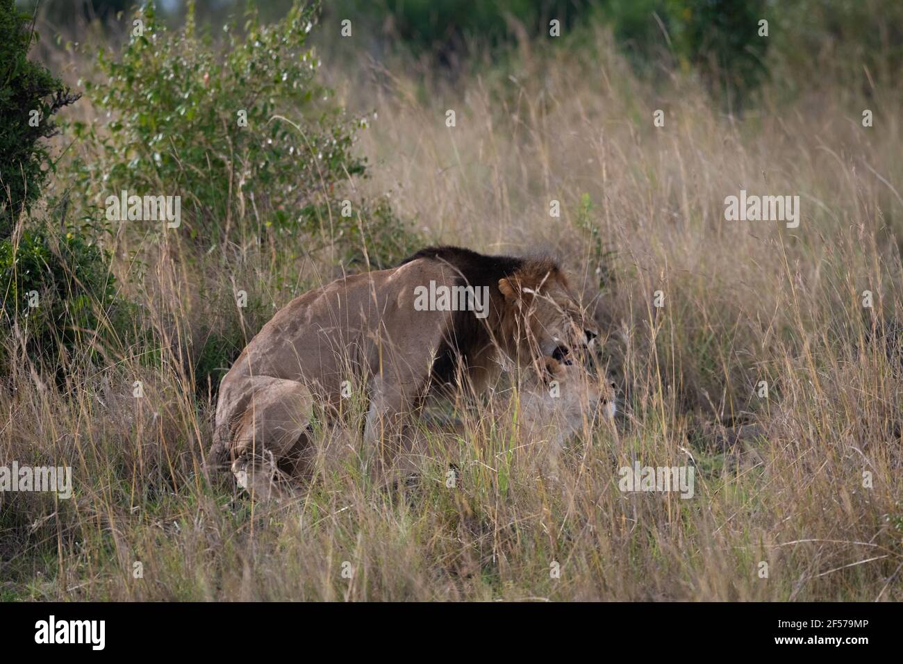 Lion féroce derrière la grande herbe séchée Banque D'Images