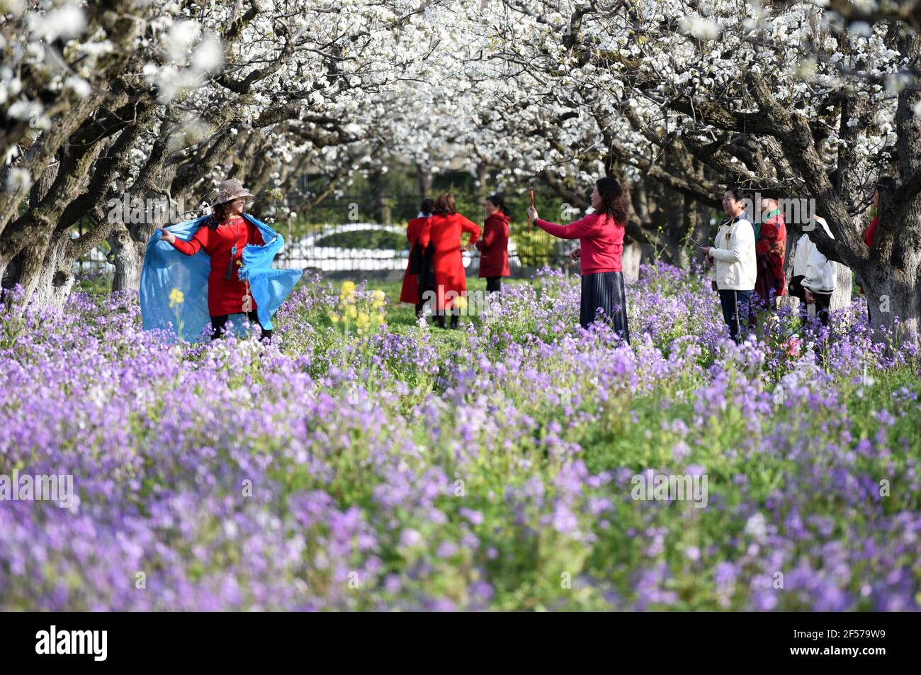 HUAI'AN, CHINE - 24 MARS 2021 - les touristes voient des fleurs de poire, de colza et d'orchidée de février dans la ville de Huai 'an, province de Jiangsu, en Chine orientale, 24 mars 2021. (Photo de He Jinghua / Costfoto/Sipa USA) crédit: SIPA USA/Alay Live News Banque D'Images