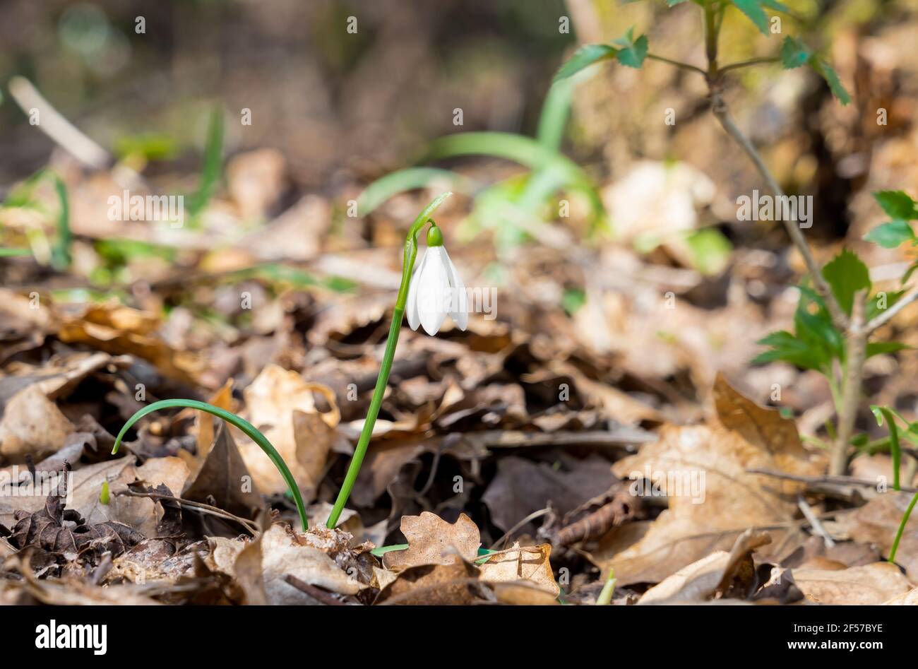 Fleurs de neige ensoleillées en pleine forêt. Une seule goutte de neige par jour ensoleillé. Banque D'Images