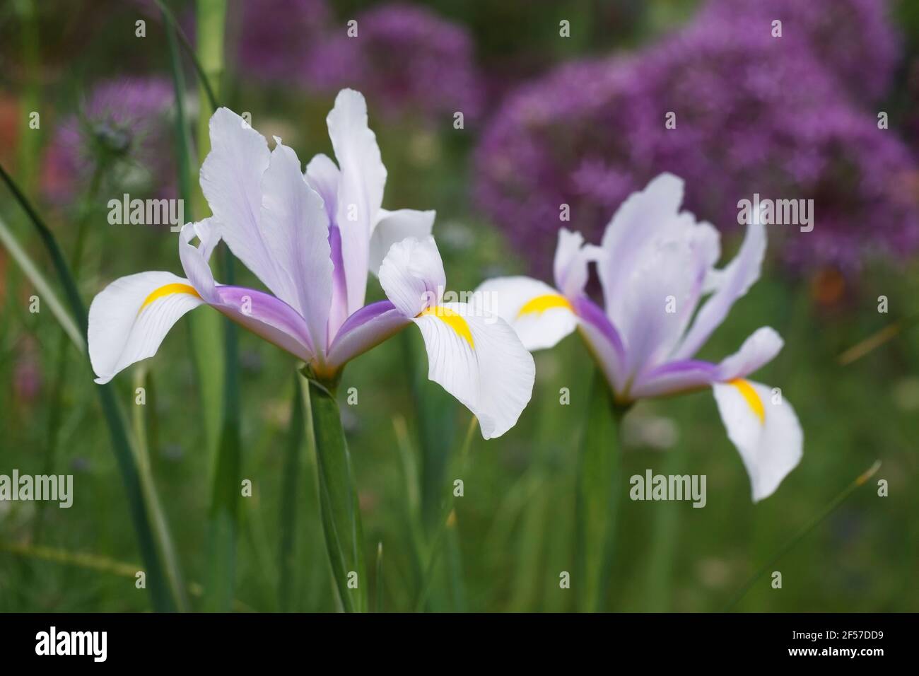 Iris hollandica 'Carmen' fleur au printemps. Banque D'Images