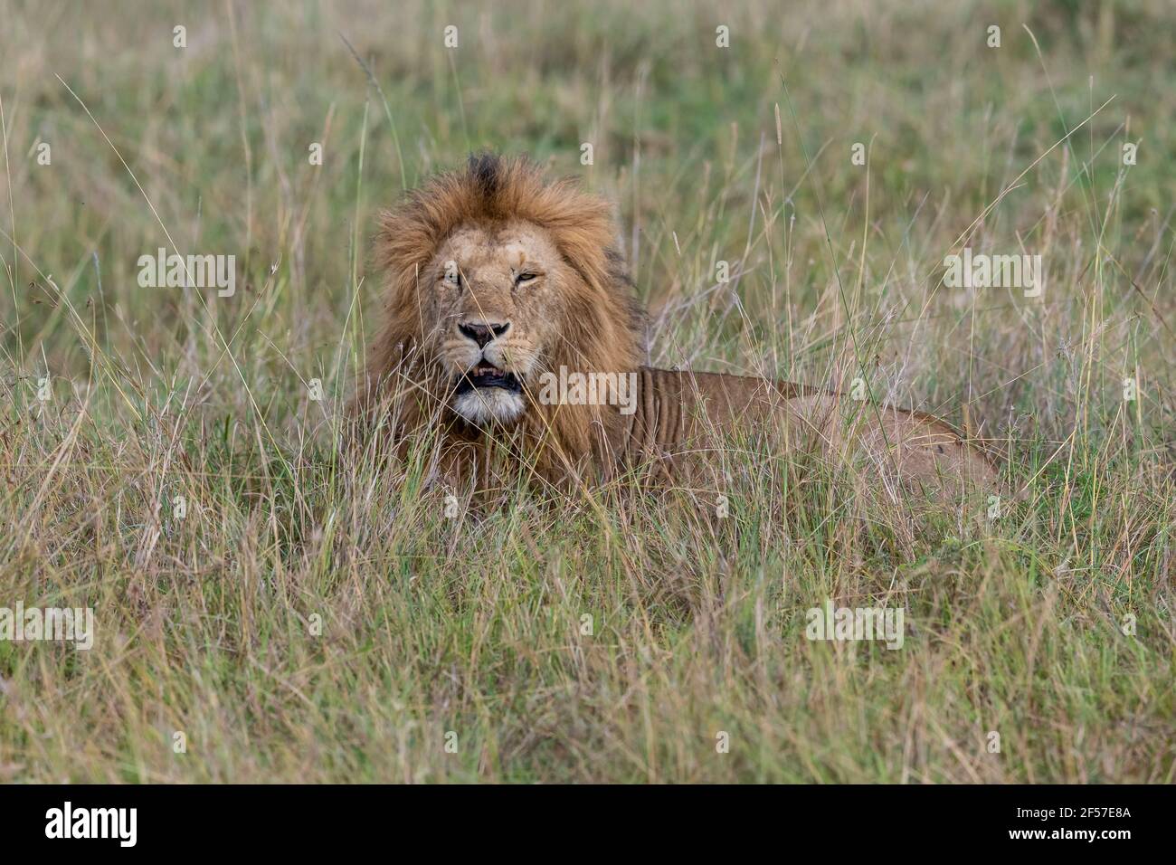 Belle photo d'un adorable lion dans une grande herbe une svannah Banque D'Images