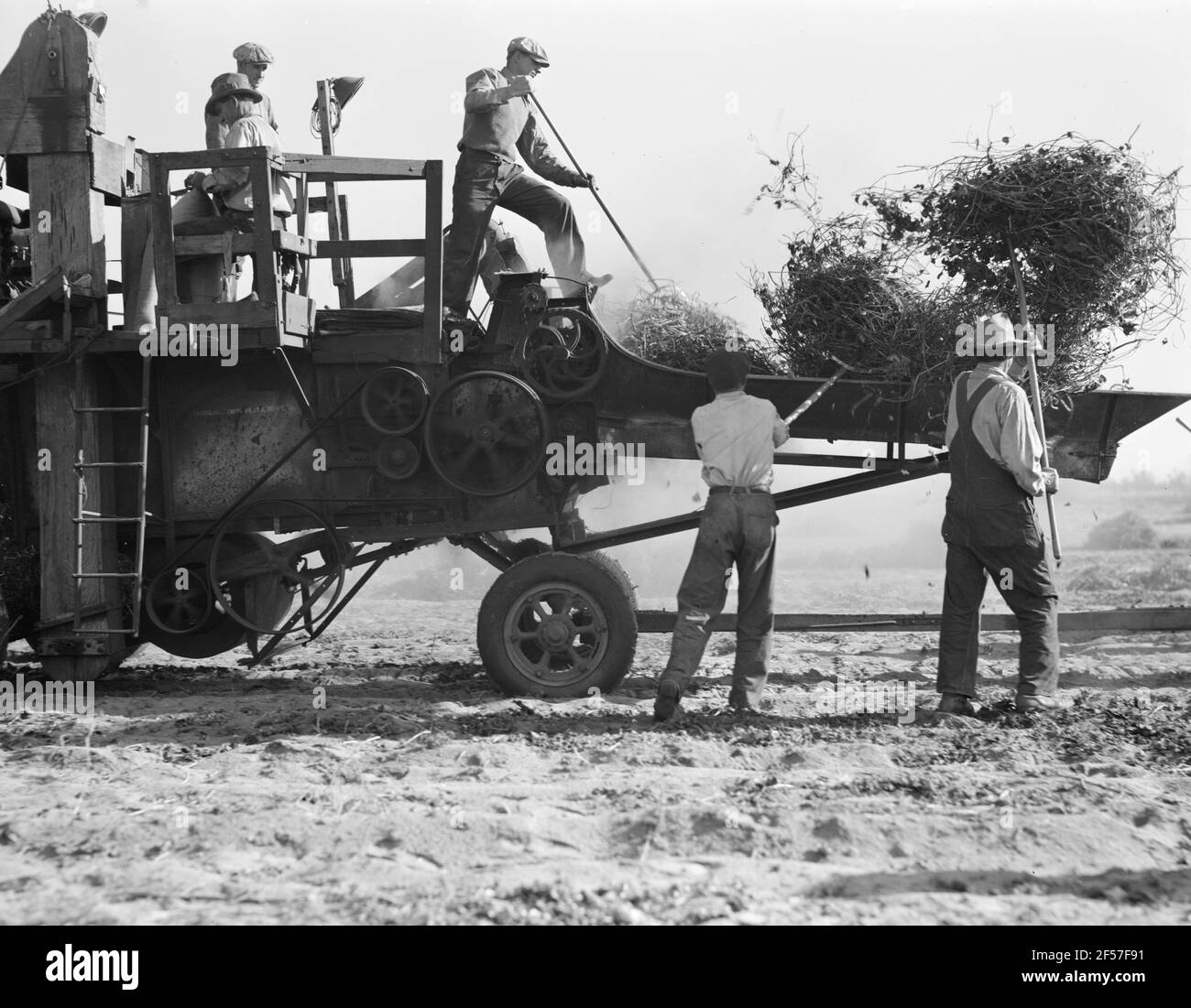 Batteur à haricots. Agriculture mécanisée entre Turlock et Merced, Californie. Novembre 1936. Photo de Dorothea Lange. Banque D'Images