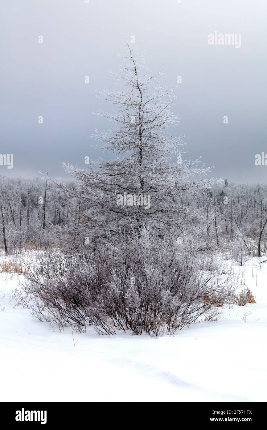 Hoarfrost, Tamarack, American Larch (Larix laricina), février, nord du Michigan, États-Unis, par James D Coppinger/Dembinsky photo Assoc Banque D'Images