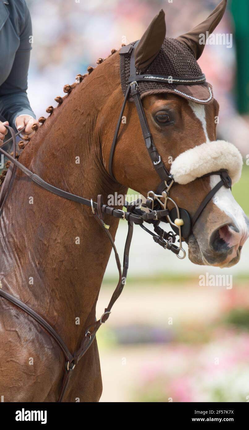 Licol De Spectacle Pour Cheval Arabe Avec Embout - Occasion - Style Oriental