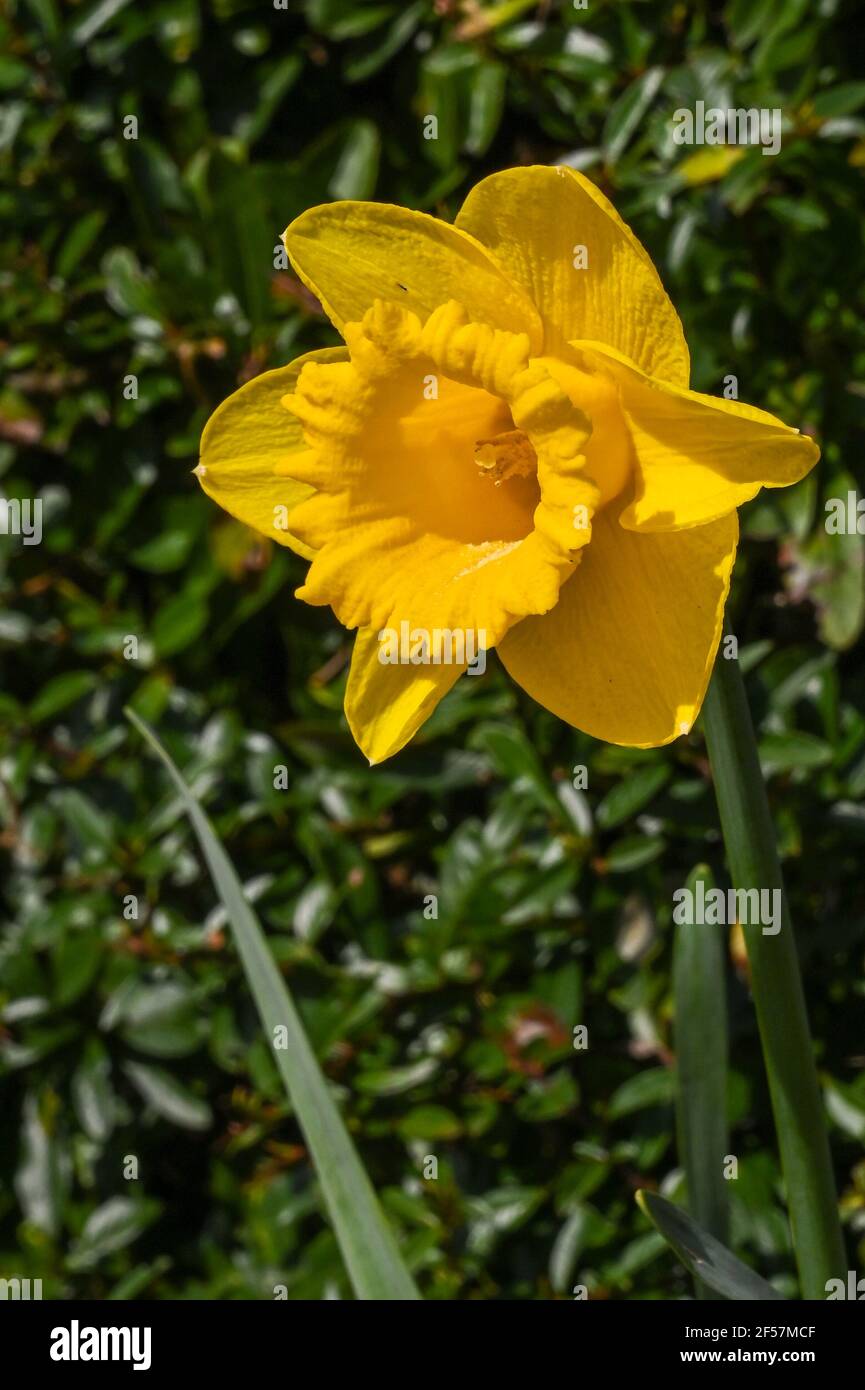 Gros plan sur la tête d'une jonquille dans un jardin isolé sur un fond plat. Son nom botanique est Narcisse. Banque D'Images