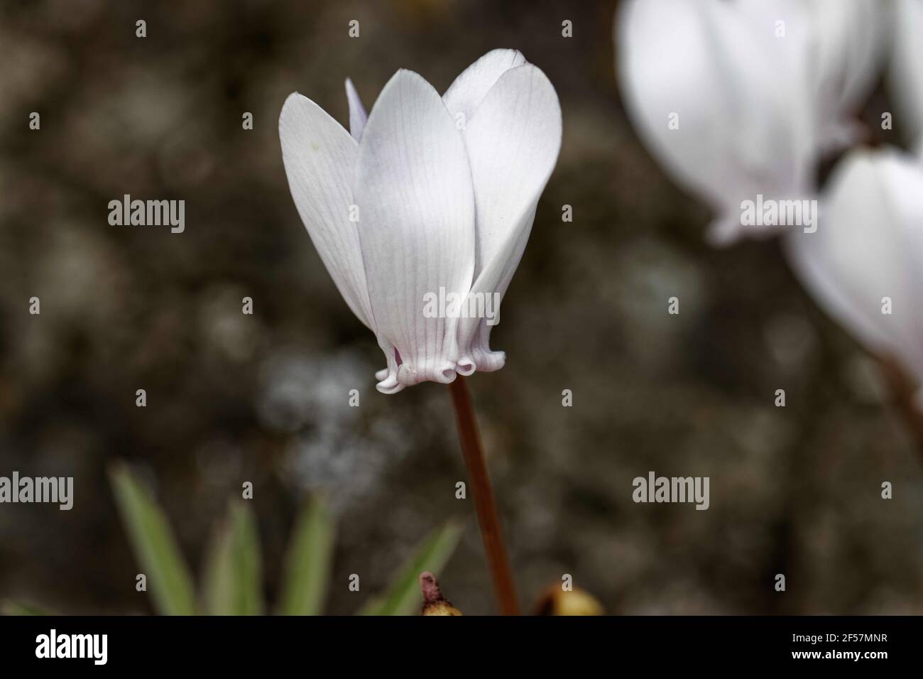 Le cyclamen hederifolium, le cyclamen ou le sowbread à feuilles de ...