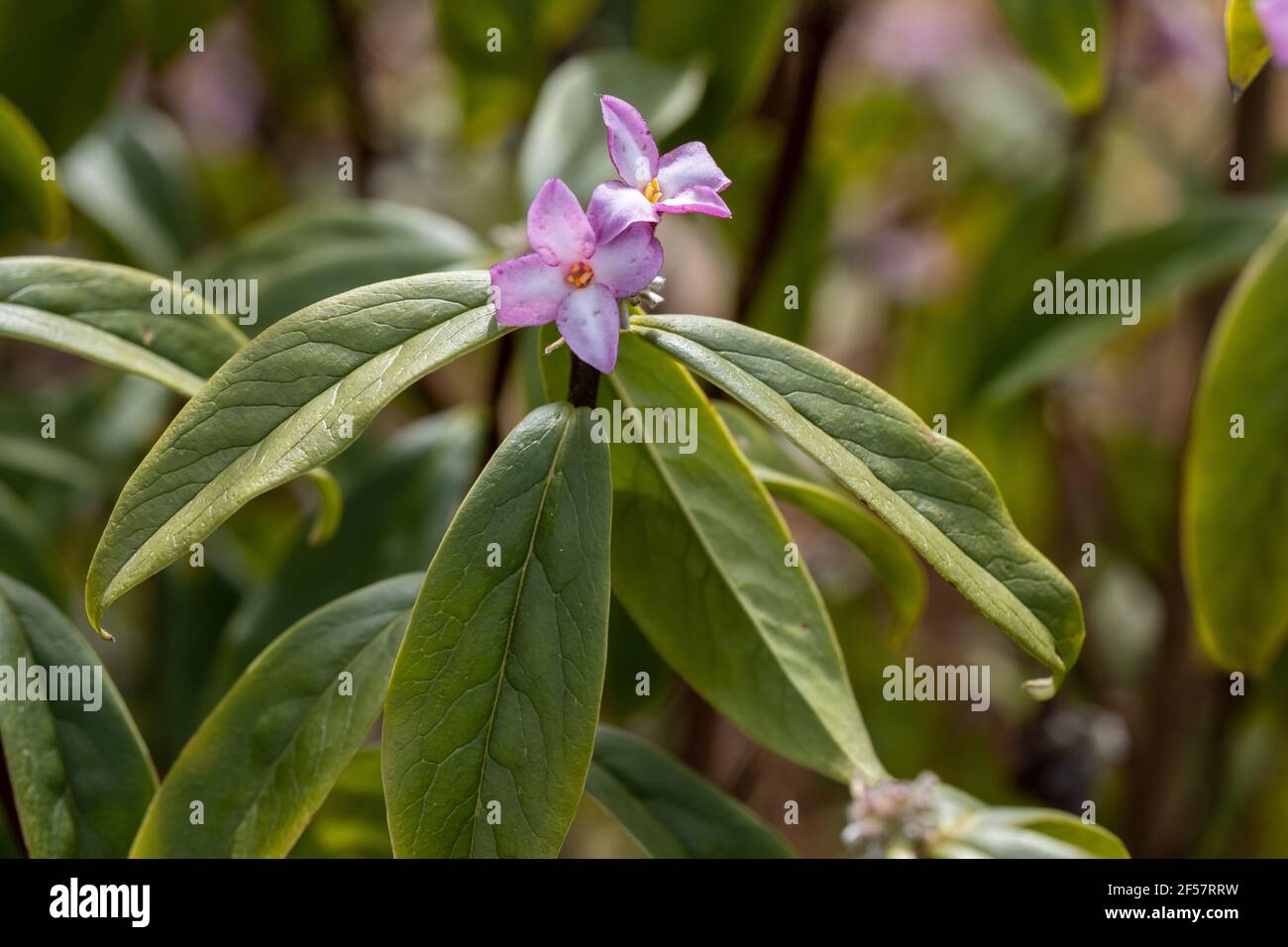 Gros plan des fleurs de Daphne bolua Limpsfield à la frontière du printemps Banque D'Images