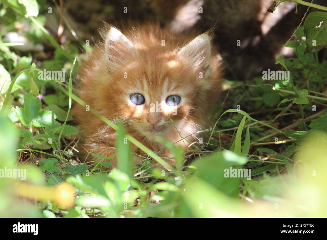 cucciolo di gatto arancione con occhi chiari chiot chat blu yeux Banque D'Images