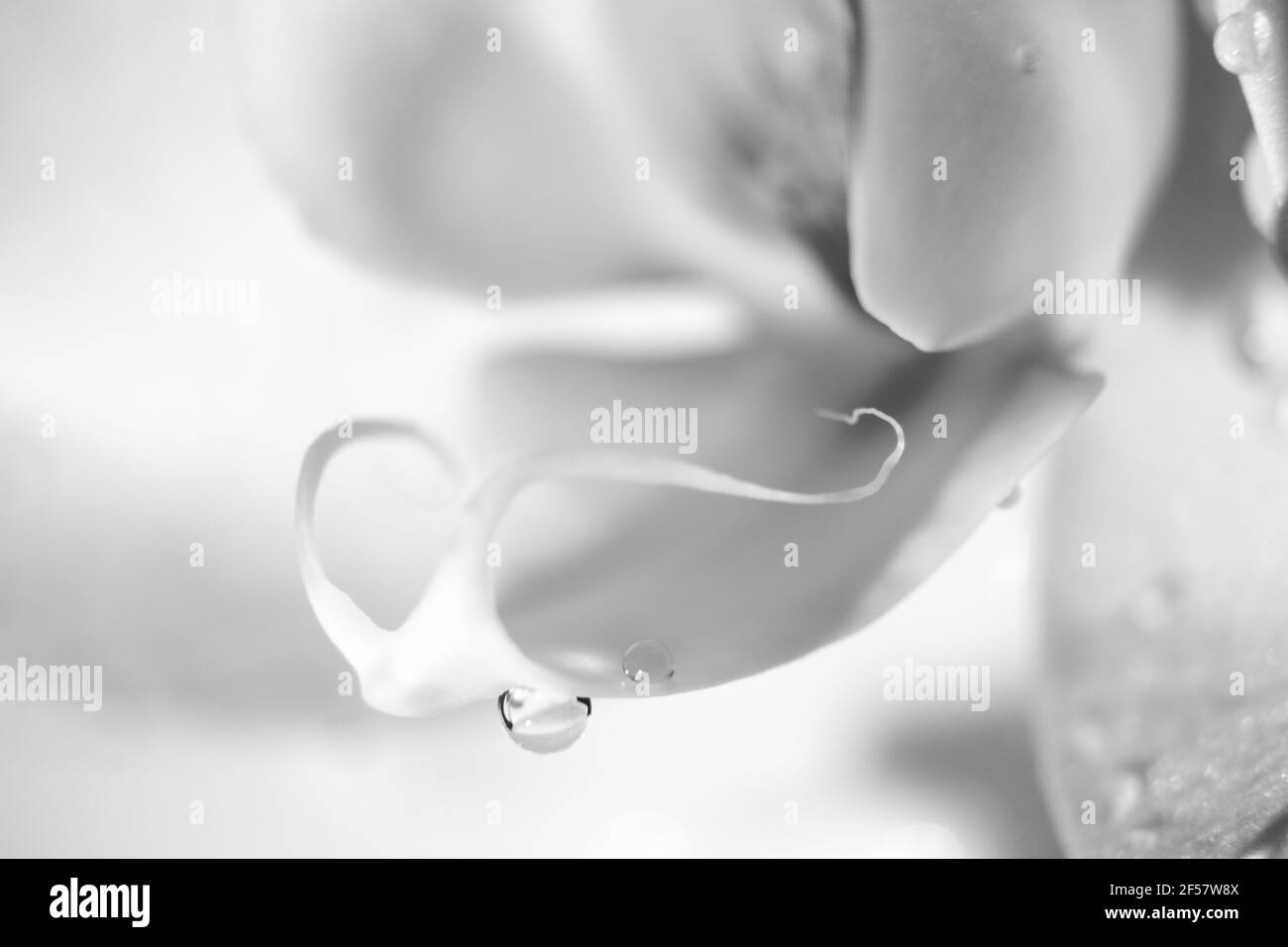 Orchidée fleur close up Banque D'Images