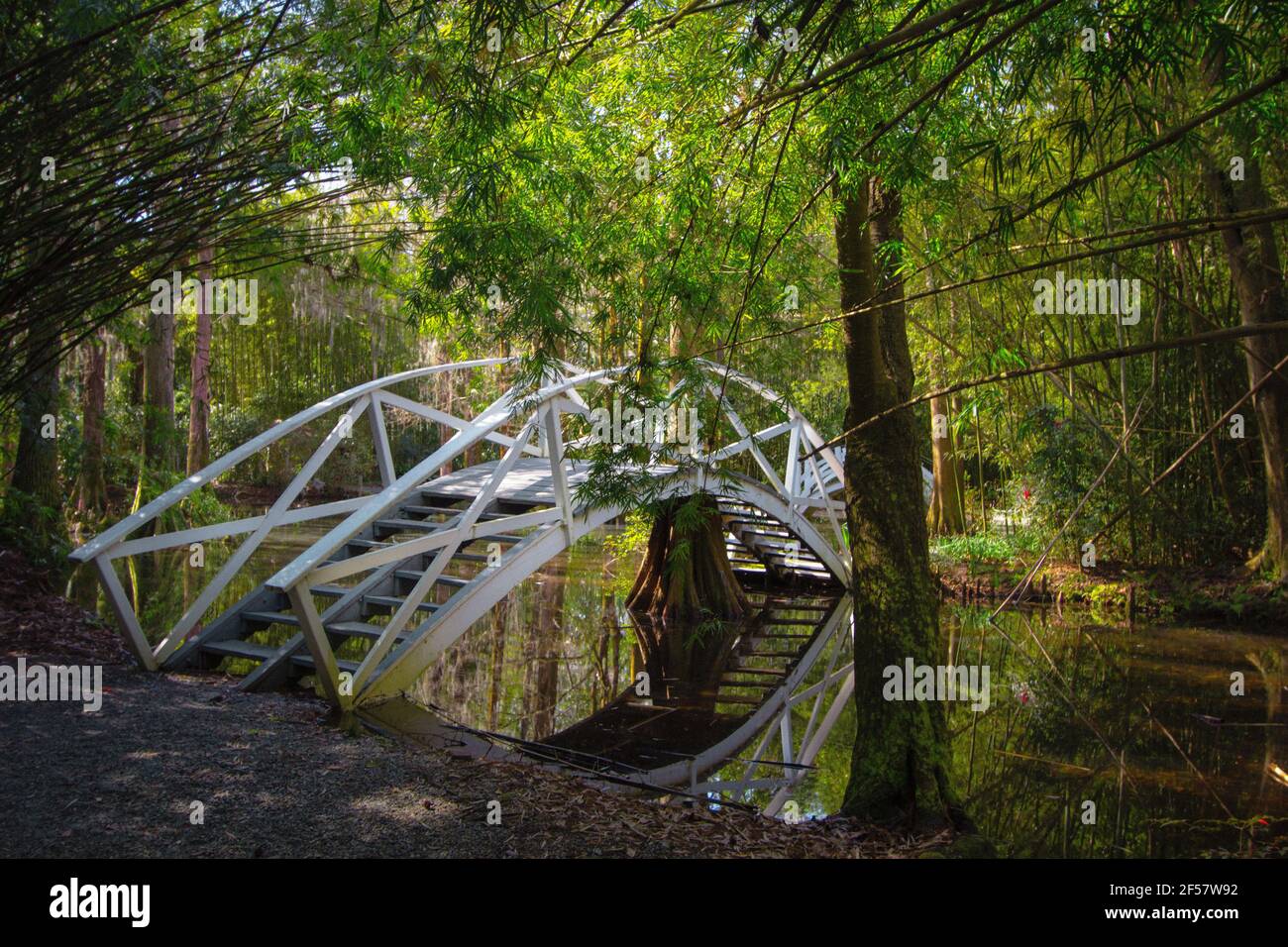 Passerelle en bois blanc au-dessus d'un marécage de blackwater à Magnolia Plantation, dans le bas pays de Charleston, en Caroline du Sud. Banque D'Images