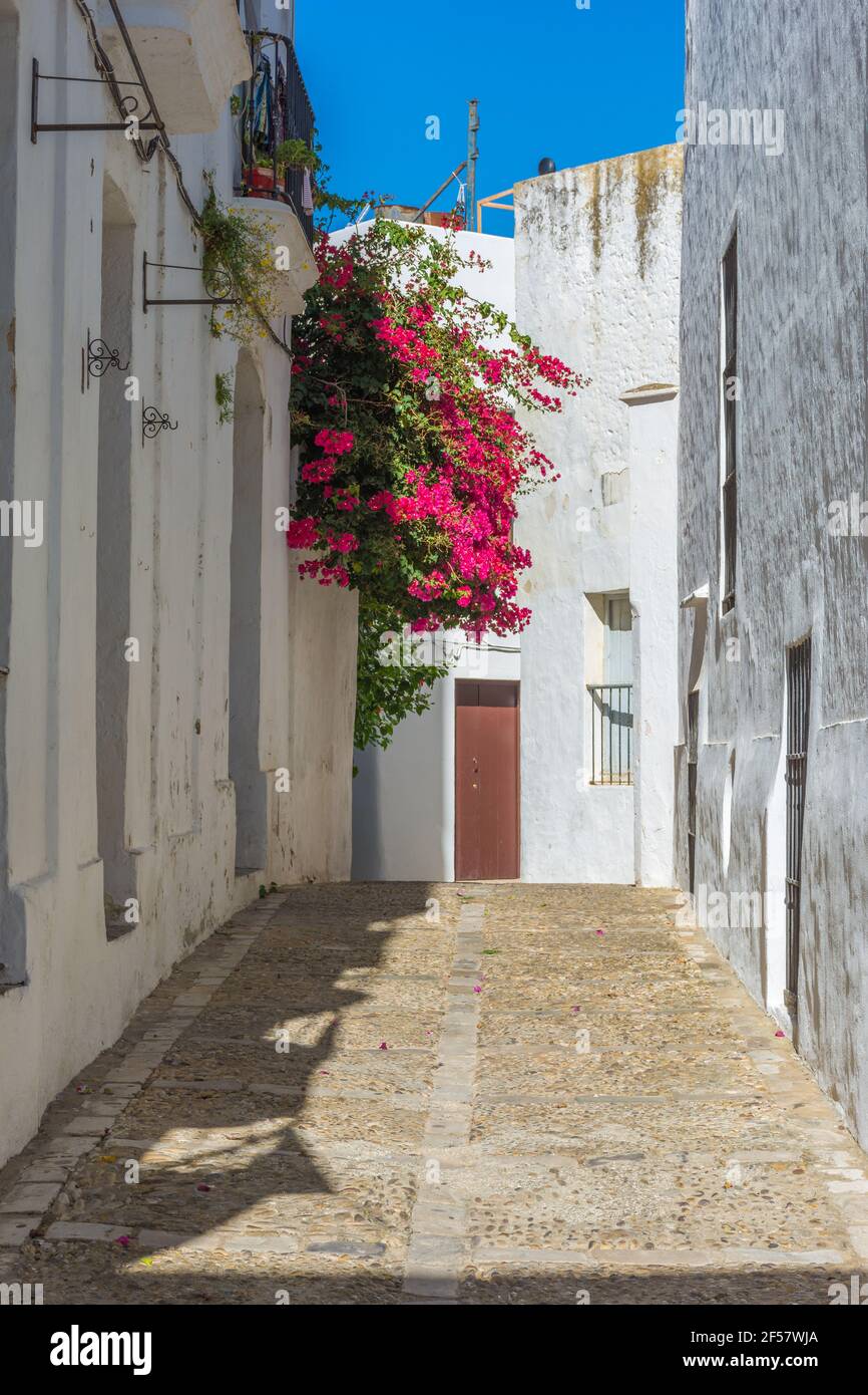 Belle rue ensoleillée avec bougainvilliers à Vejer de la Frontera. Cadix, Andalousie, Espagne Banque D'Images