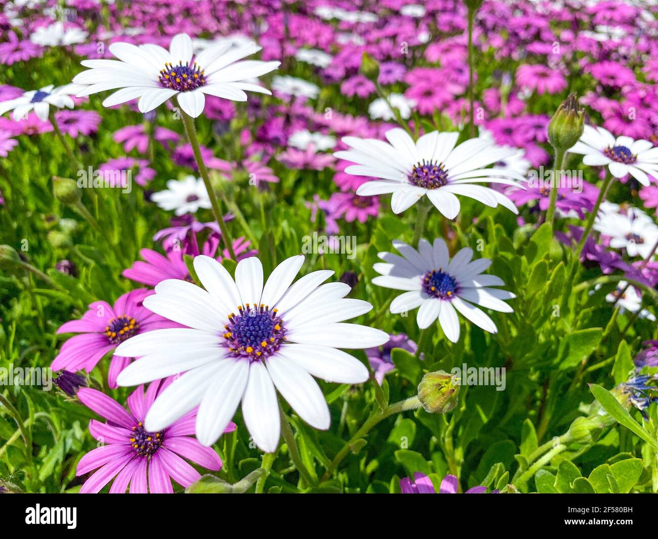 Gros plan la fleur violette de la Marguerite africaine sur le vert  arrière-plan Photo Stock - Alamy