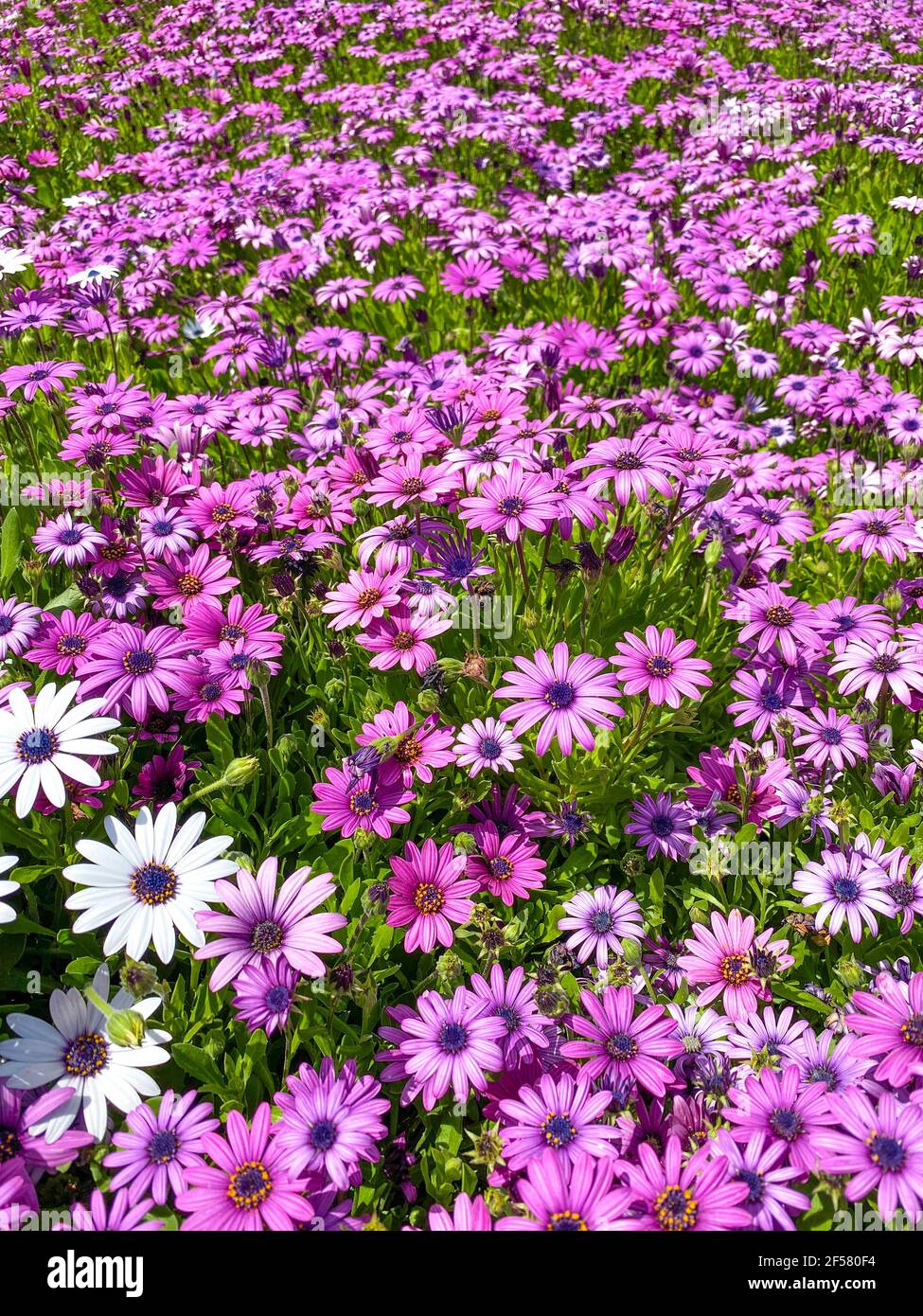 Fleur de la cape Marguerite africaine Marguerite fleurs violettes sur fond  vert. Pâquerette blanche et violette Photo Stock - Alamy