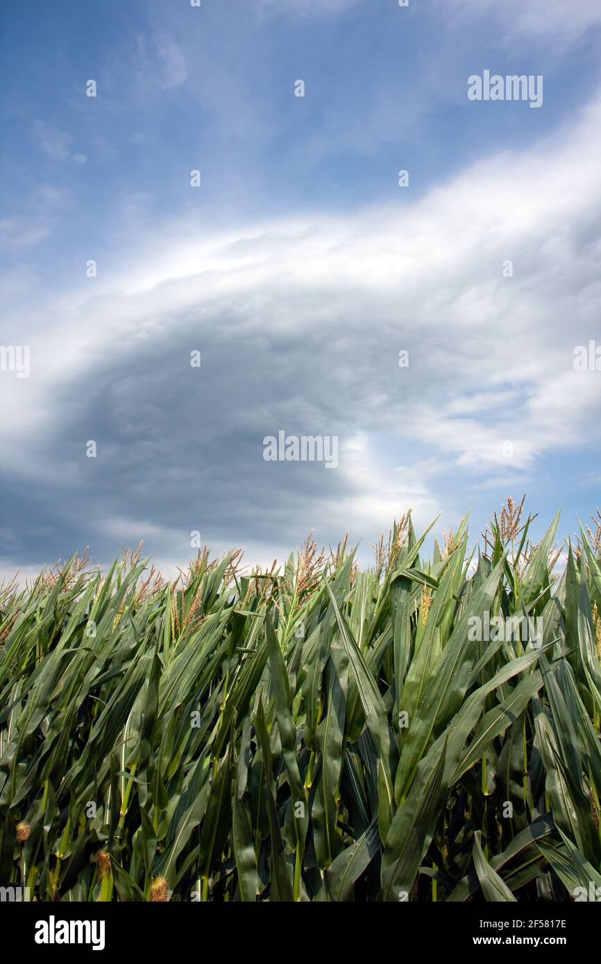 Des nuages spectaculaires, un ciel au-dessus d'un champ de maïs. Agriculture alimentaire génétiquement modifiée. Banque D'Images