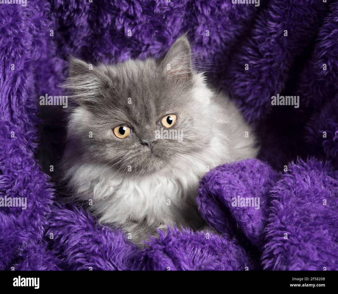Joli long chaton gris à poil long assis, emmêlé dans une couverture pourpre fourrure, regardant l'appareil photo. Banque D'Images
