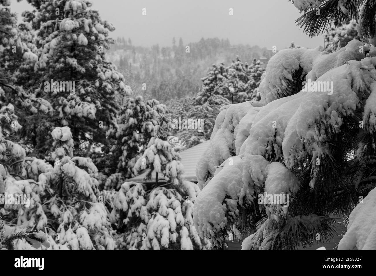 Jour gris enneigé dans la région forestière nationale de Prescott, Arizona, où les pins Ponderosa poussent Banque D'Images