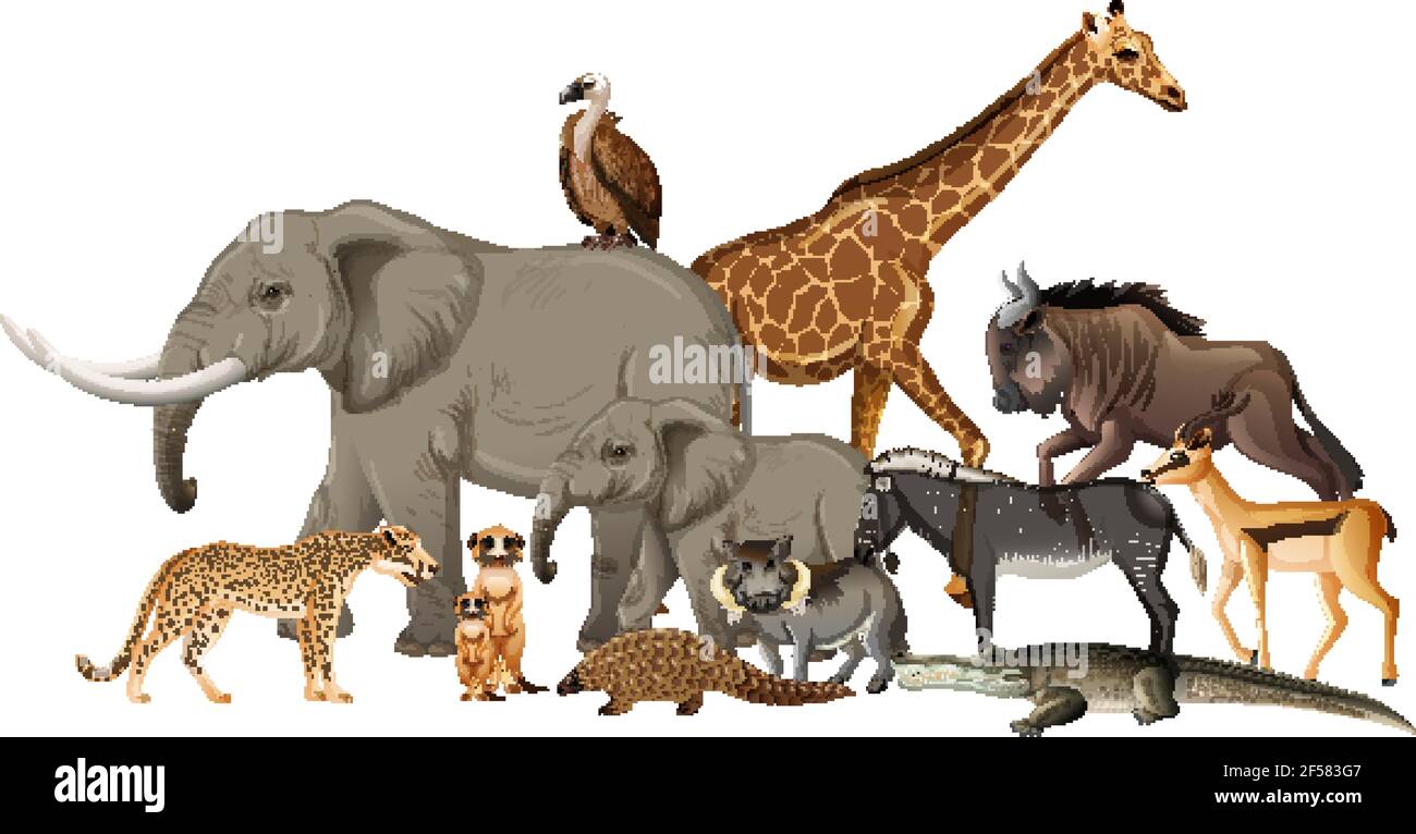 Groupe d'animaux sauvages africains sur fond blanc illustration Illustration de Vecteur