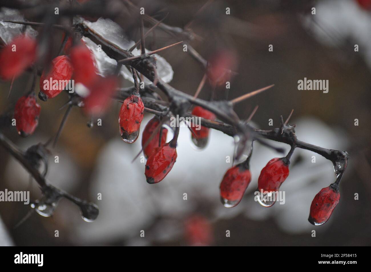 Fruit rouge sauvage , une abaduntaly de plante épineuse trouvée dans la forêt himalyenne à plus haute altitude. Banque D'Images