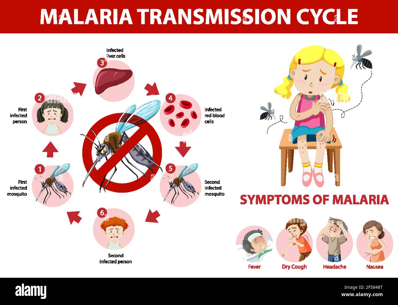 Illustration de l'infographie sur le cycle de transmission du paludisme et les symptômes Illustration de Vecteur