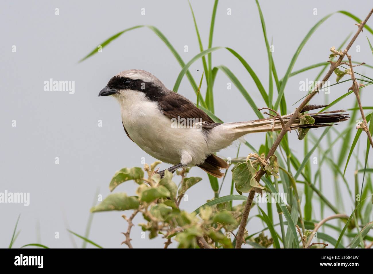 Shrike à rumpe blanche (Eurocephalus rueppelli), Seronera, Parc national du Serengeti, Tanzanie. Banque D'Images