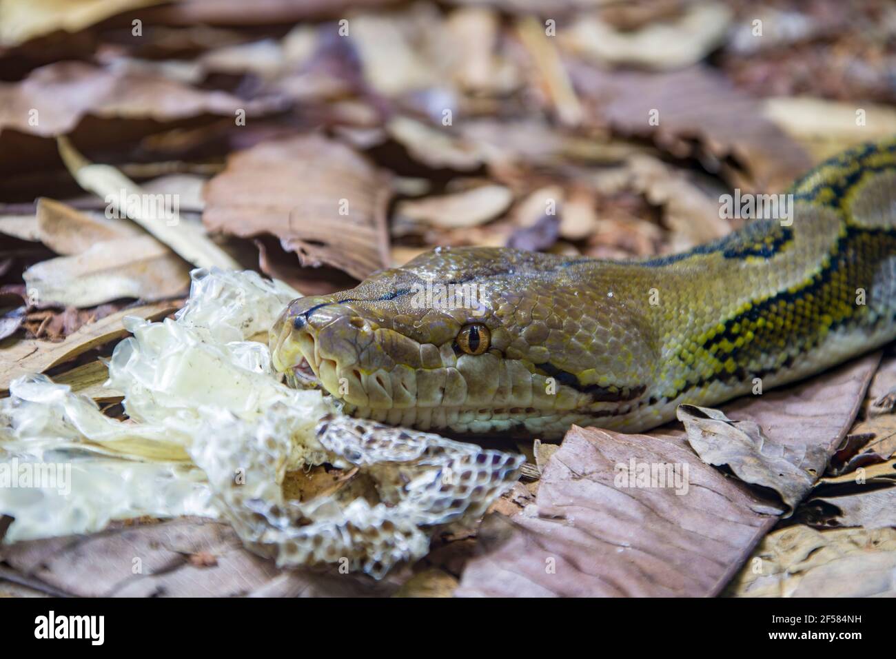 Le python réticulé (Malayopython reticulatus) est une espèce de serpent de la famille des Pythonidae. L'espèce est originaire de l'Asie du Sud et DE LA MER. Banque D'Images