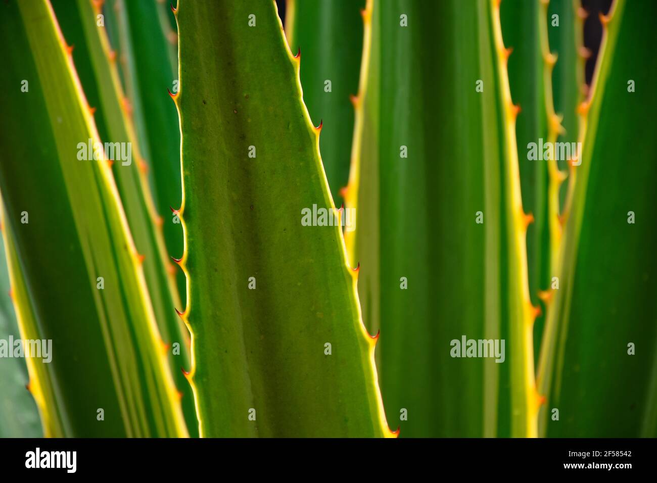 Plante de siècle d'agave verte avec bord épineux Banque D'Images