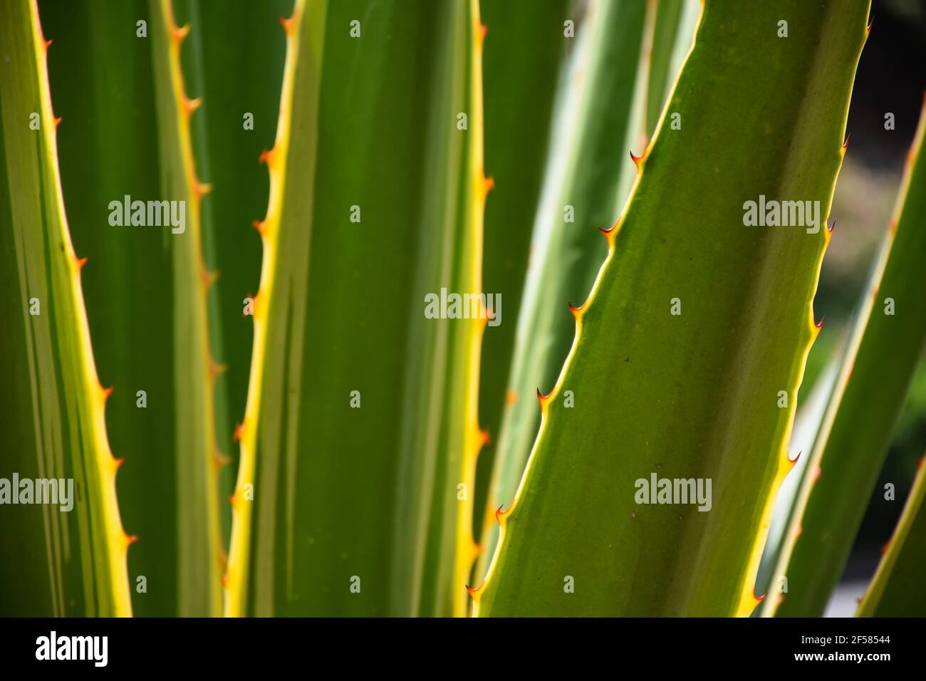 Plante de siècle d'agave verte avec bord épineux Banque D'Images